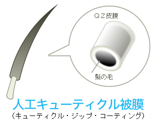 人工キューティクル皮膜(QZC)